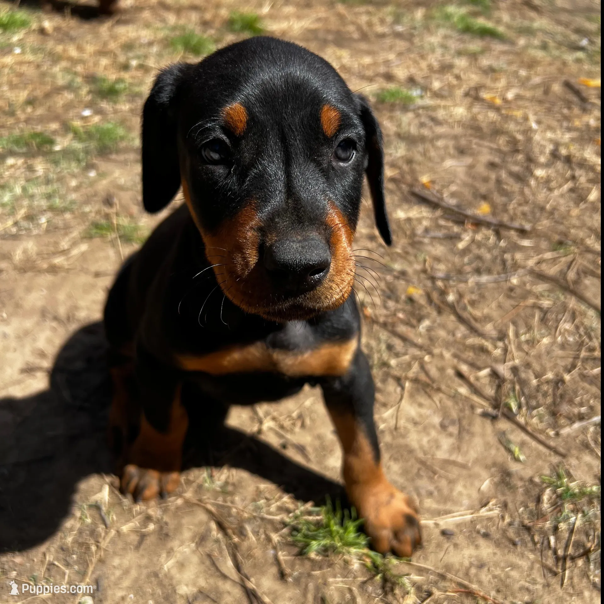 White Collar – Doberman Pinscher puppy for sale in Irving, TX