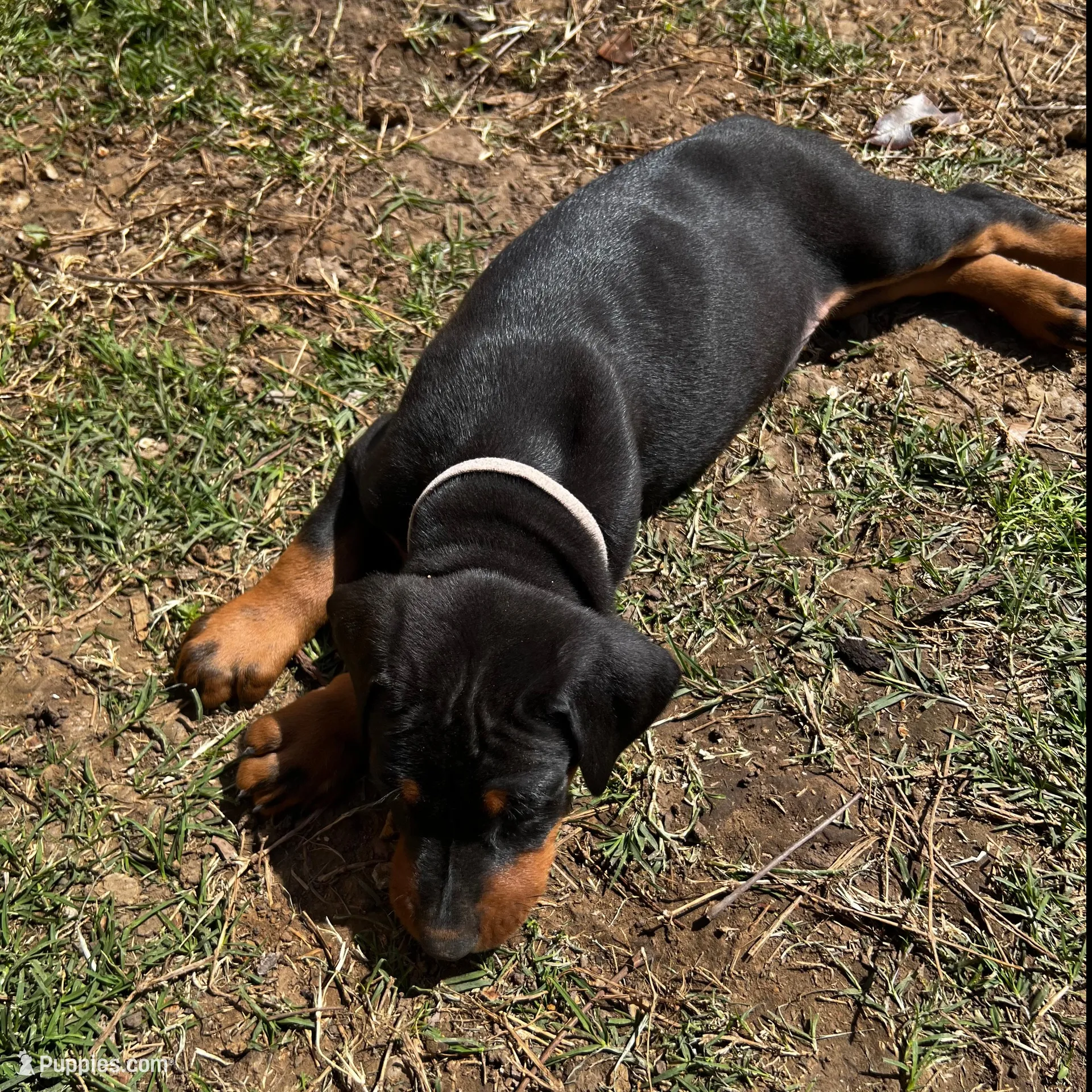 White Collar, a male Doberman Pinscher for sale in Irving, TX – Photo 5 of 6