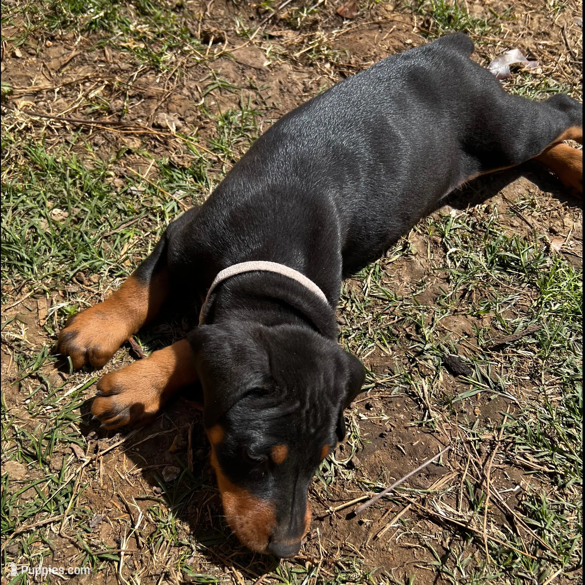 White Collar, a male Doberman Pinscher for sale in Irving, TX – Photo 4 of 6