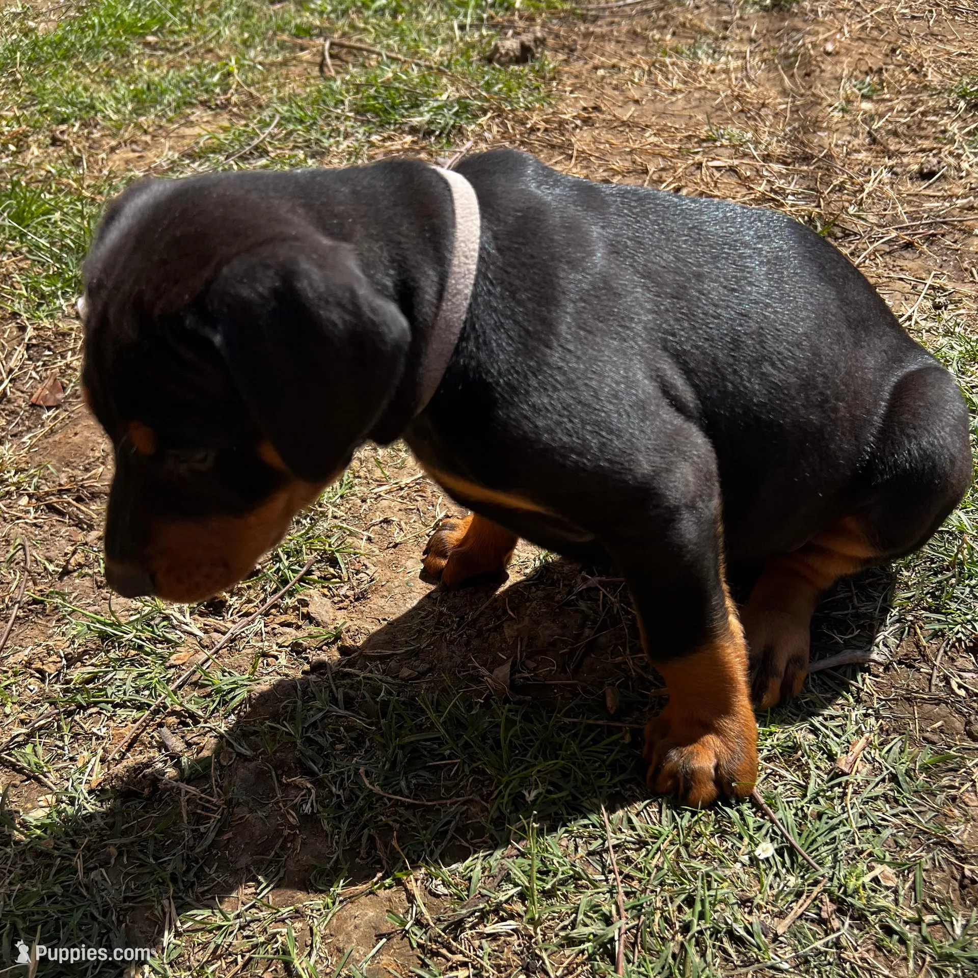 White Collar, a male Doberman Pinscher for sale in Irving, TX – Photo 3 of 6