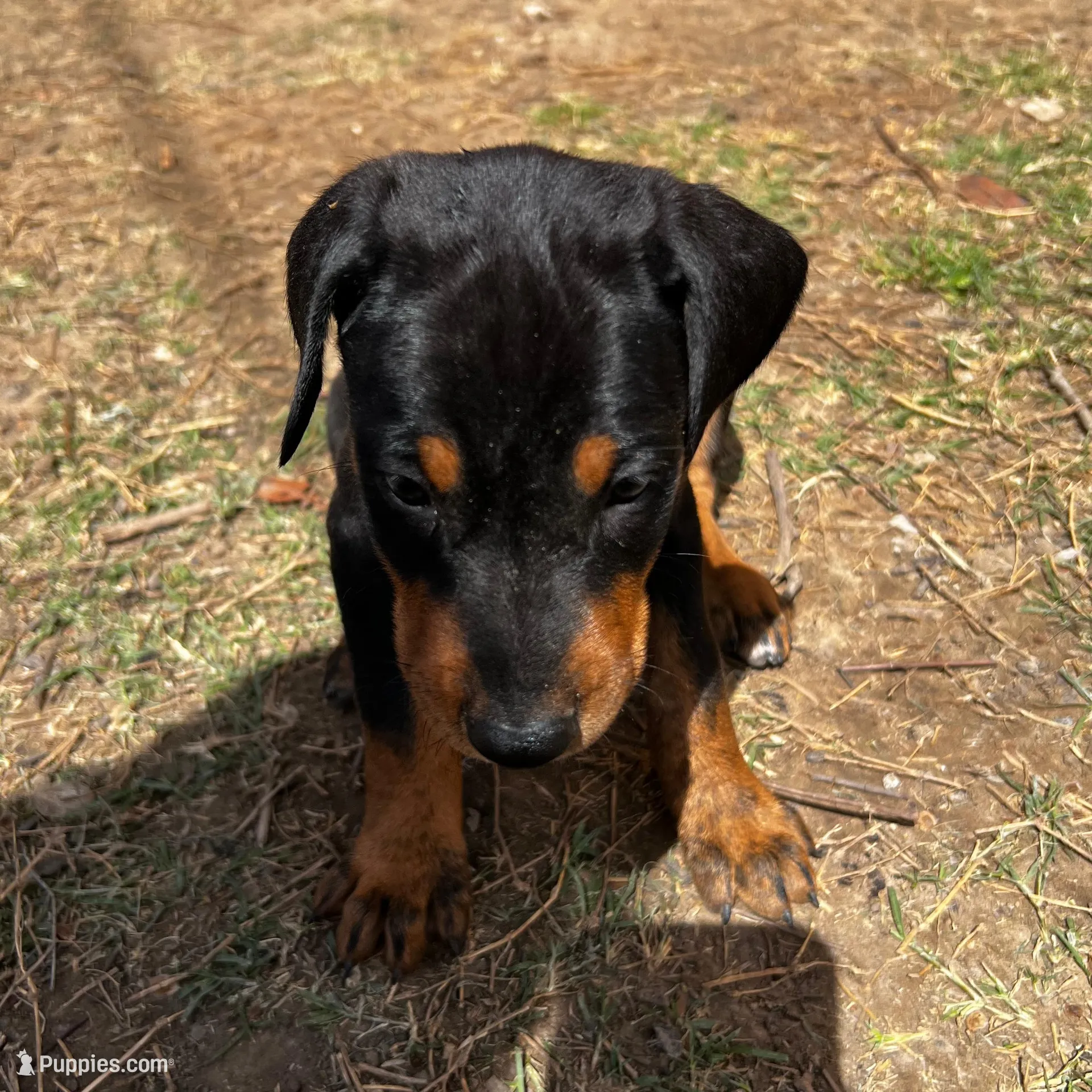 Green Collar, a male Doberman Pinscher for sale in Irving, TX – Photo 3 of 6