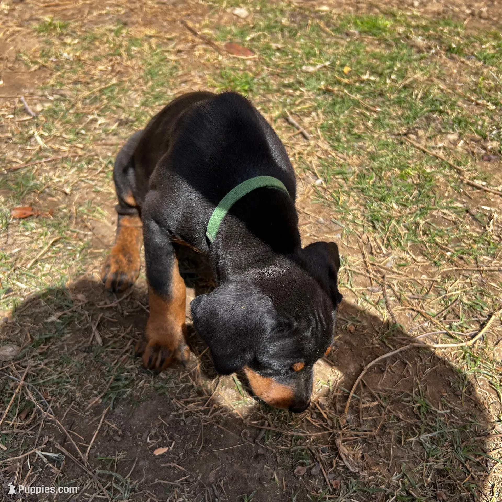 Green Collar, a male Doberman Pinscher for sale in Irving, TX – Photo 5 of 6