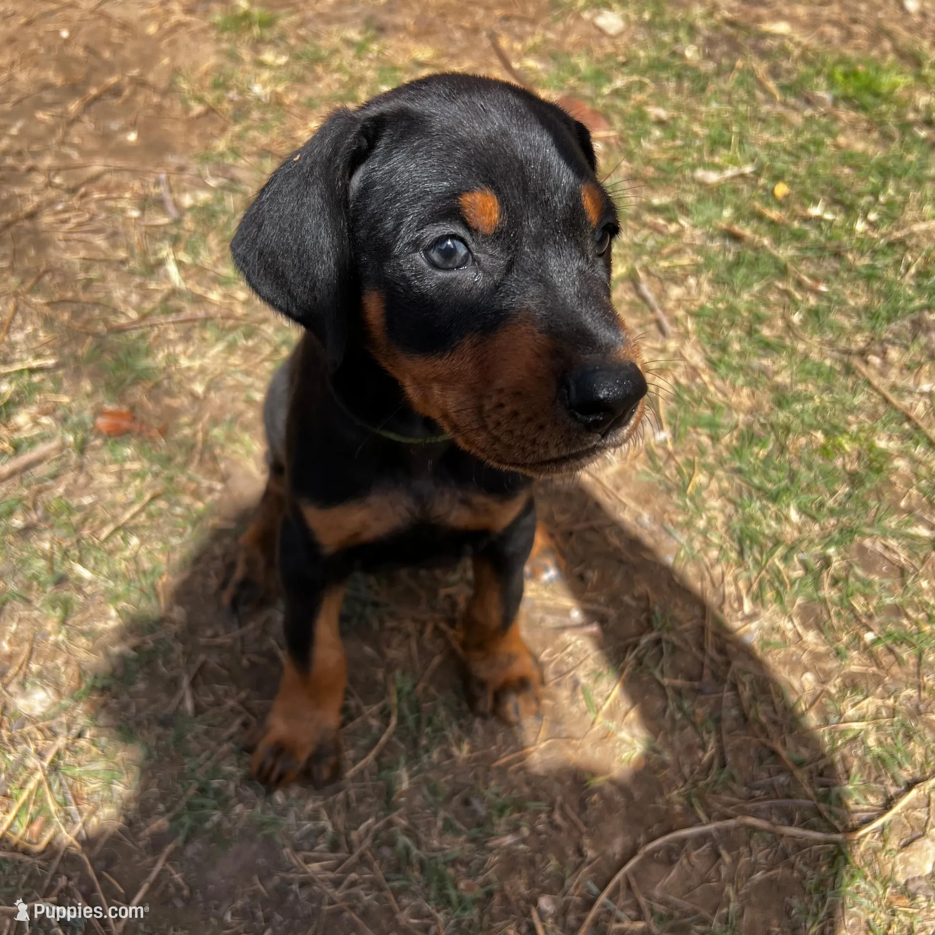 Green Collar, a male Doberman Pinscher for sale in Irving, TX – Photo 2 of 6