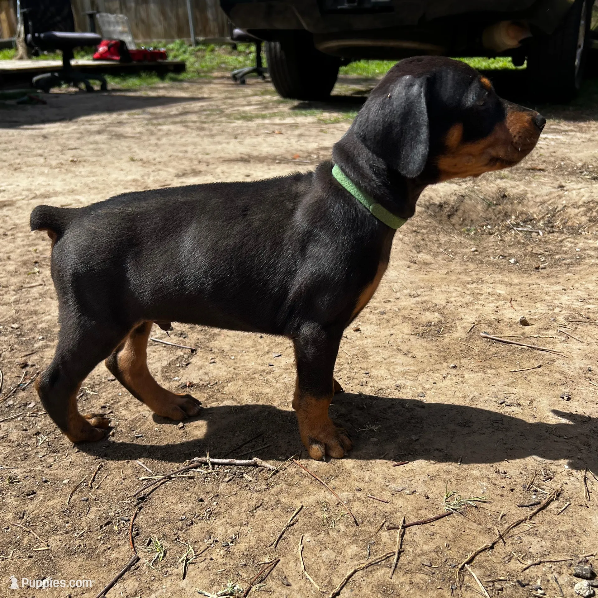 Green Collar, a male Doberman Pinscher for sale in Irving, TX – Photo 4 of 6