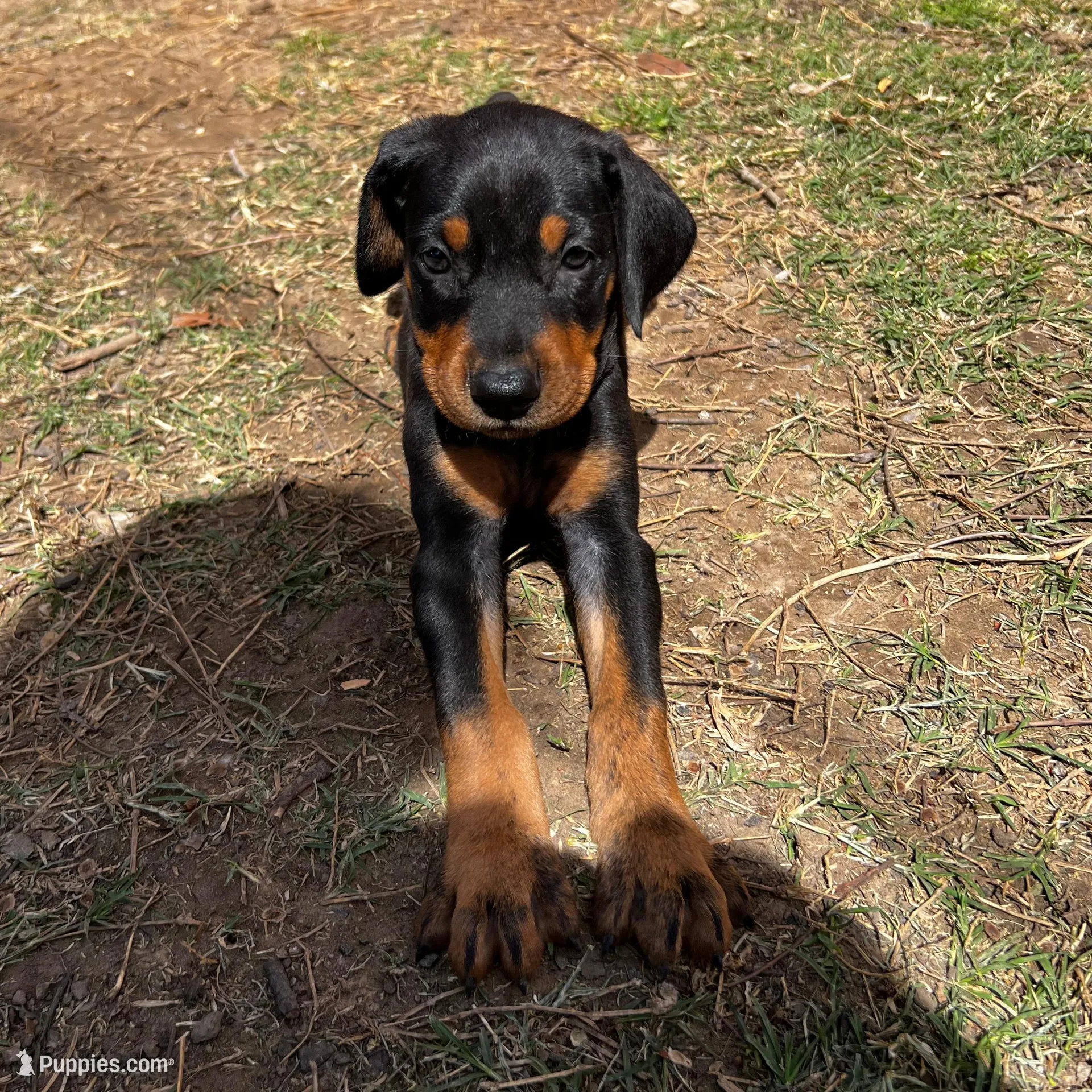 Green Collar – Doberman Pinscher puppy for sale in Irving, TX