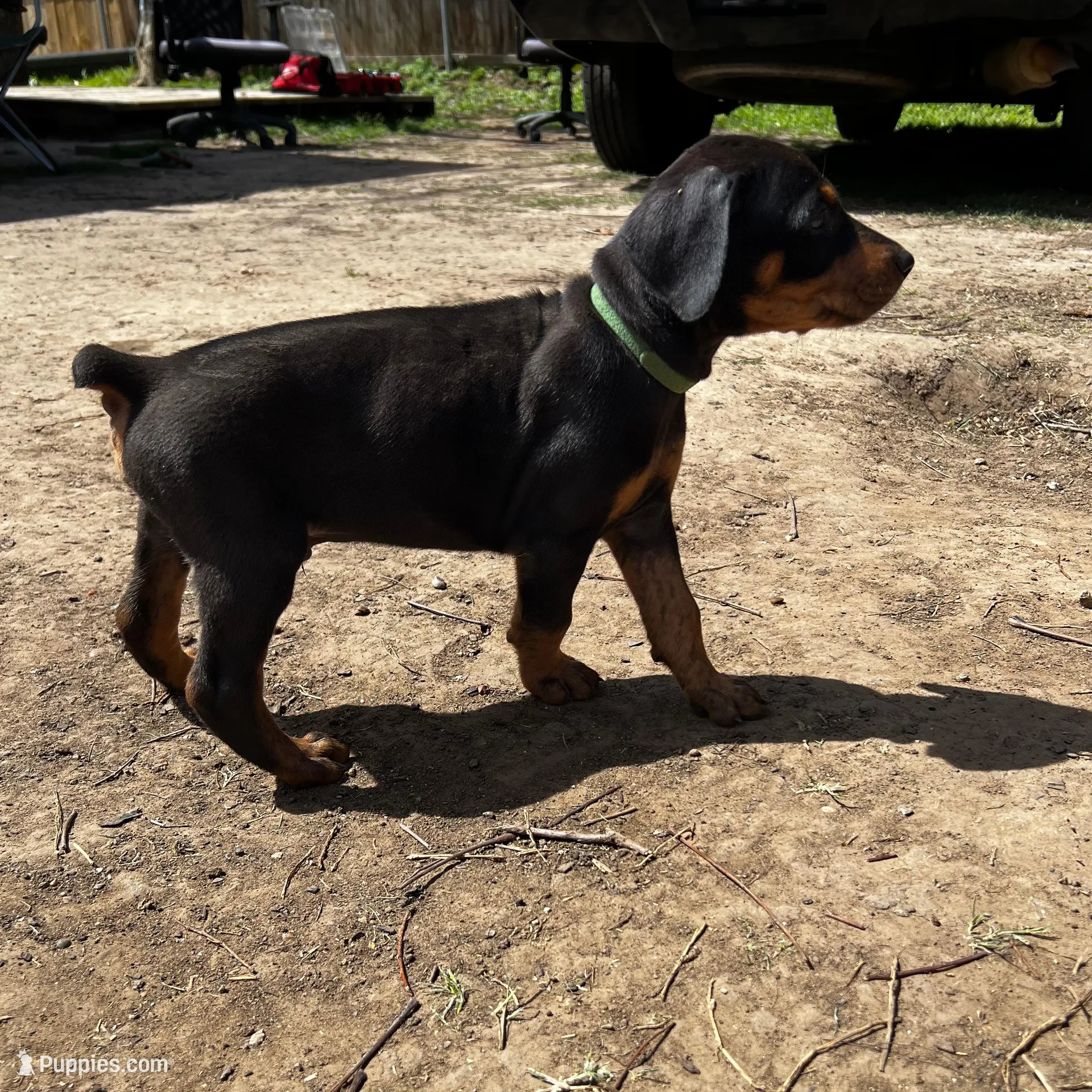 Green Collar, a male Doberman Pinscher for sale in Irving, TX – Photo 6 of 6