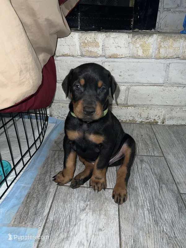Green collar boy  – Doberman Pinscher puppy for sale in Irving, TX