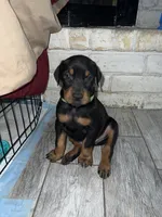 Green collar boy , a male Doberman Pinscher for sale in Irving, TX – 1 of 4