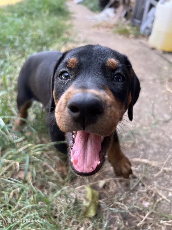 Black collar boy – Doberman Pinscher puppy for sale in Irving, TX