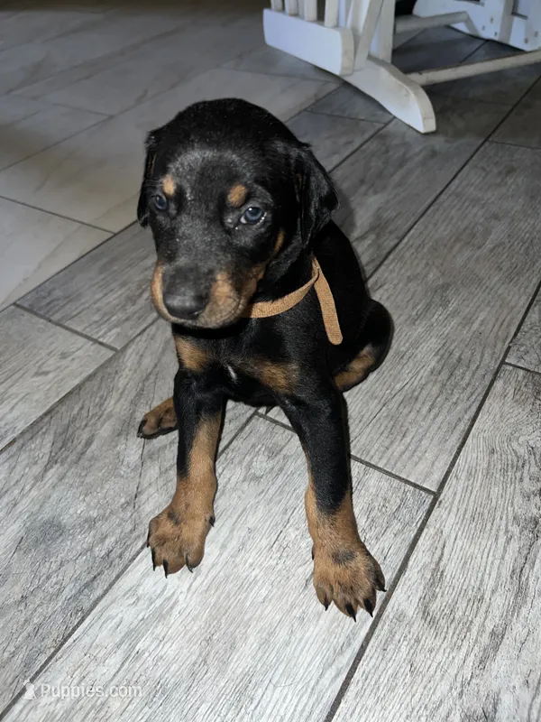 Brown collar boy  – Doberman Pinscher puppy for sale in Irving, TX
