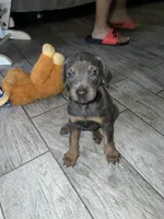 Silver boy, a male Doberman Pinscher for sale in Irving, TX – 3 of 4