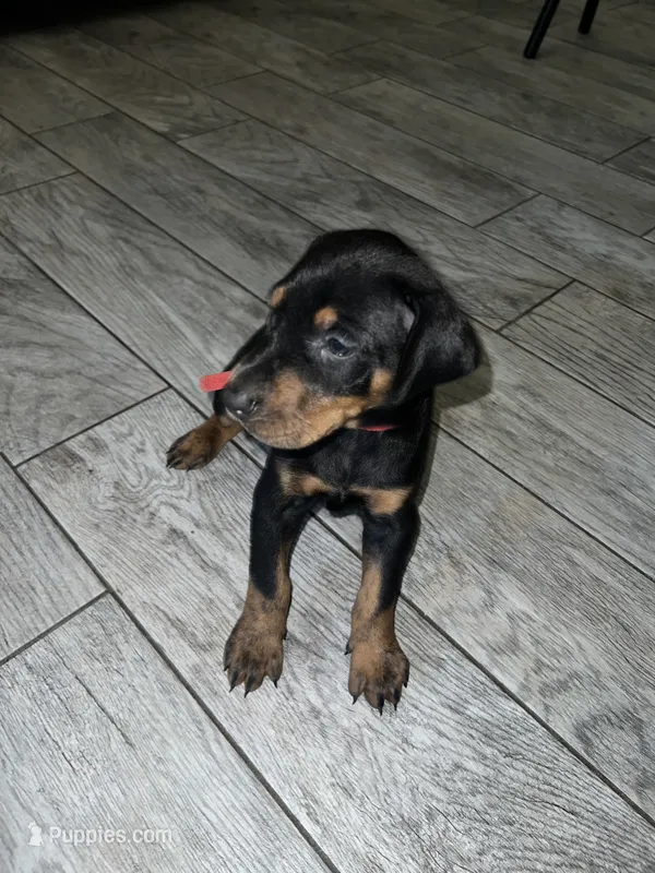 Red collar girl – Doberman Pinscher puppy for sale in Irving, TX