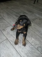 Red collar girl, a female Doberman Pinscher for sale in Irving, TX – 1 of 2