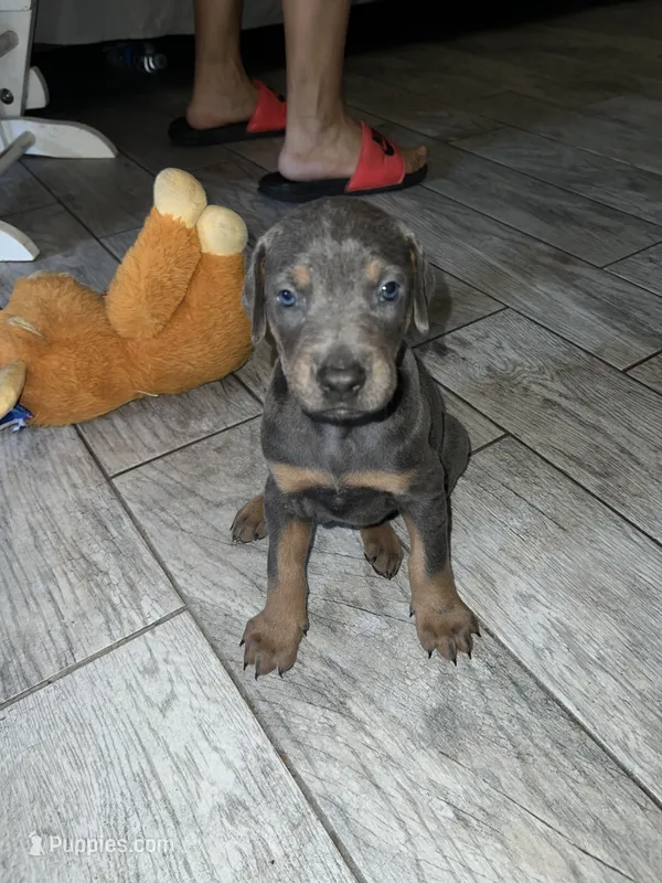 Silver boy – Doberman Pinscher puppy for sale in Irving, TX