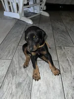 Brown collar boy , a male Doberman Pinscher for sale in Irving, TX – 2 of 4