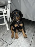 Gray collar boy, a male Doberman Pinscher for sale in Irving, TX – 5 of 5