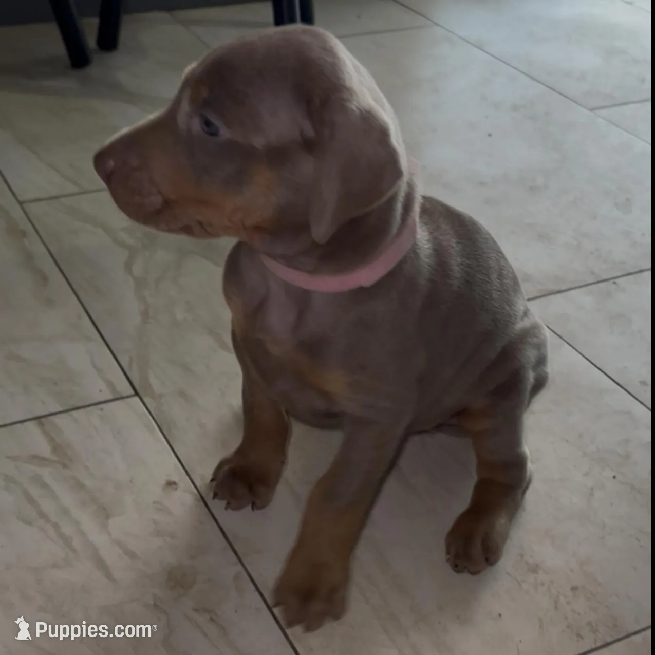 Light Pink Collar, a female Doberman Pinscher for sale in Irving, TX – Photo 2 of 5