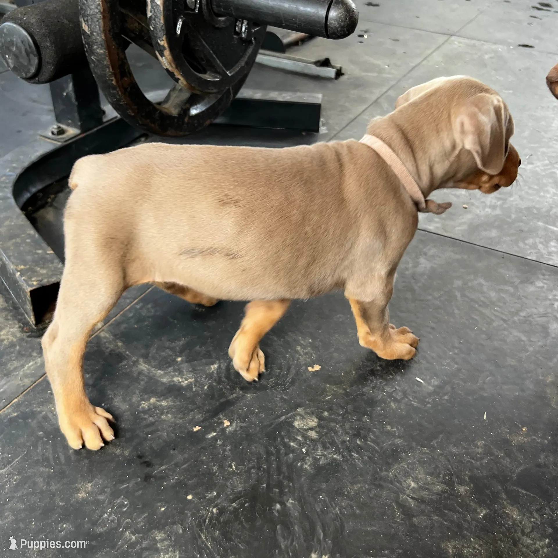 Light Pink Collar, a female Doberman Pinscher for sale in Irving, TX – Photo 5 of 5