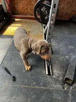 Light Pink Collar, a female Doberman Pinscher for sale in Irving, TX – Photo 4 of 5