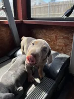 Light Pink Collar, a female Doberman Pinscher for sale in Irving, TX – Photo 3 of 5