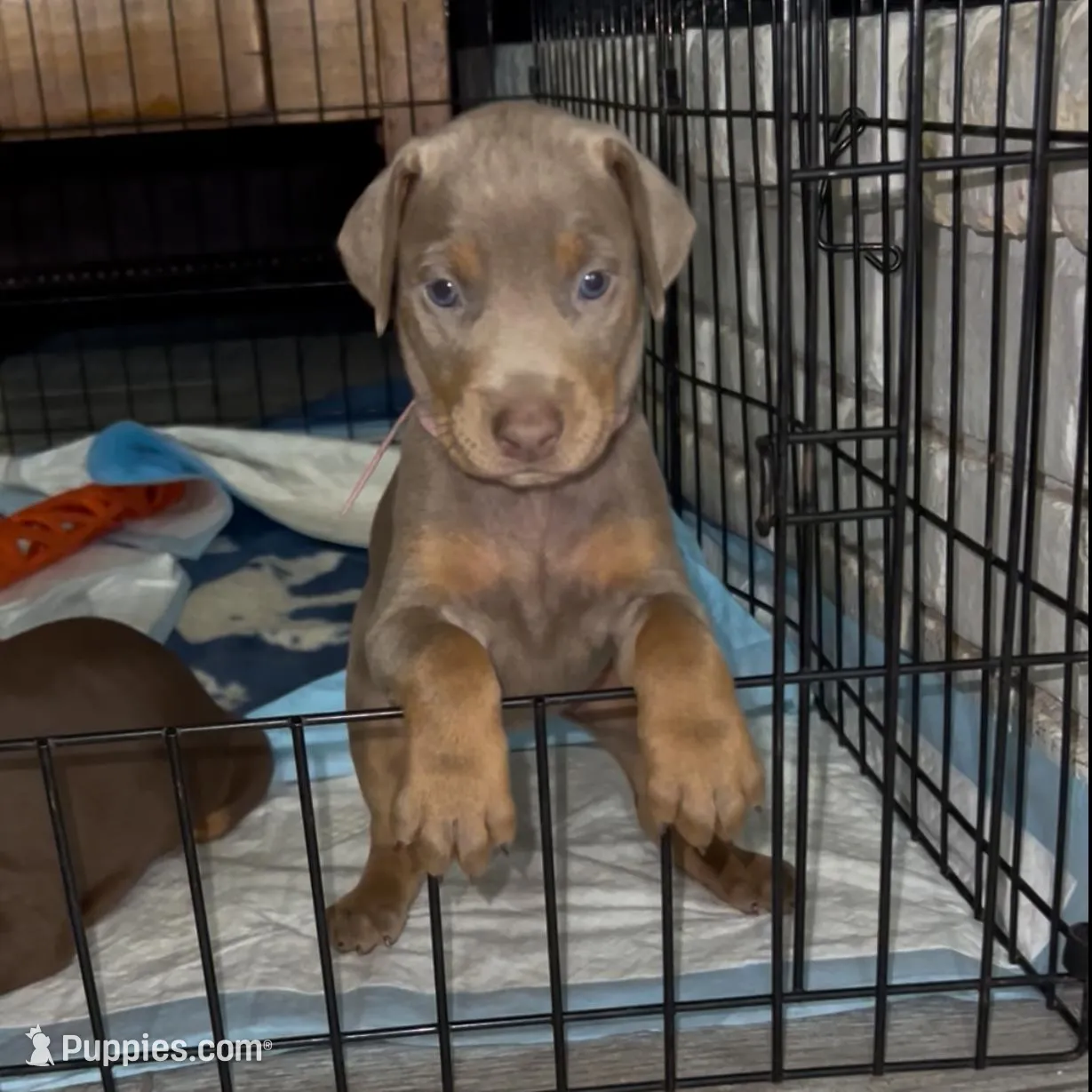 Light Pink Collar – Doberman Pinscher puppy for sale in Irving, TX