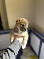 processed/15077419-ba15-49be-b318-cc90950a563b/listing/da819cf6-7b71-4505-bf45-f685af1c5ed5/85eda109-11c5-429d-bc47-c52d8fdb2898