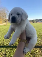 AKC  BLUE, a female Labrador Retriever for sale in Brookville, IN – 4 of 8