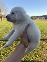 AKC GREEN, a male Labrador Retriever for sale in Brookville, IN – 3 of 6