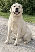 AKC Orange, a male Labrador Retriever for sale in Brookville, IN – 8 of 8