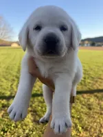 AKC GREEN, a male Labrador Retriever for sale in Brookville, IN – 2 of 6