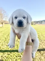 AKC  BLUE, a female Labrador Retriever for sale in Brookville, IN – 1 of 8
