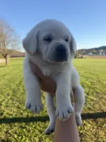 AKC  BLUE, a female Labrador Retriever for sale in Brookville, IN – 5 of 8