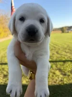 AKC Orange, a male Labrador Retriever for sale in Brookville, IN – 6 of 8