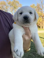 AKC Yellow, a female Labrador Retriever for sale in Brookville, IN – 2 of 7