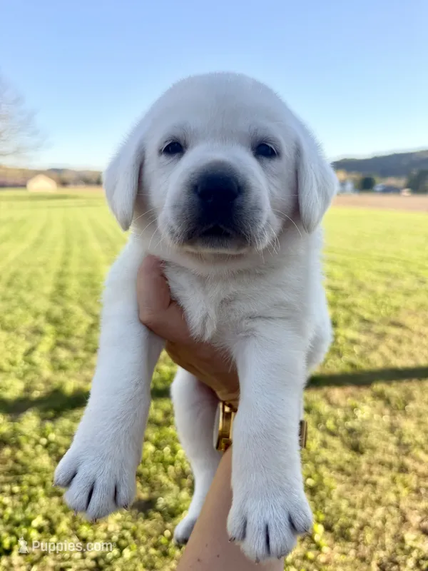 AKC GREEN – Labrador Retriever puppy for sale in Brookville, IN