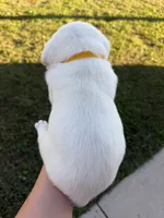 AKC Yellow, a female Labrador Retriever for sale in Brookville, IN – 5 of 7