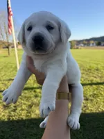 AKC Yellow, a female Labrador Retriever for sale in Brookville, IN – 3 of 7