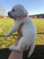 AKC Orange, a male Labrador Retriever for sale in Brookville, IN – 3 of 8