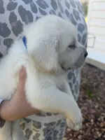 AKC  BLUE, a female Labrador Retriever for sale in Brookville, IN – 2 of 8