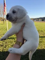 AKC Yellow, a female Labrador Retriever for sale in Brookville, IN – 4 of 7