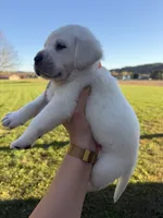 AKC Orange, a male Labrador Retriever for sale in Brookville, IN – 4 of 8