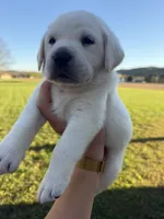 AKC Orange, a male Labrador Retriever for sale in Brookville, IN – 5 of 8