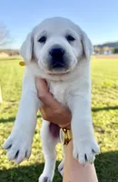 AKC Yellow, a female Labrador Retriever for sale in Brookville, IN – 1 of 7