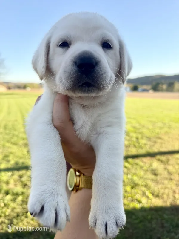 AKC Orange – Labrador Retriever puppy for sale in Brookville, IN