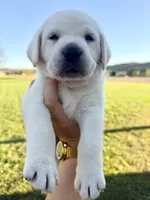 AKC Orange, a male Labrador Retriever for sale in Brookville, IN – 1 of 8