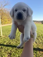 AKC  BLUE, a female Labrador Retriever for sale in Brookville, IN – 3 of 8