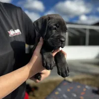 Red Collar, a female Cane Corso for sale in Ocala, FL – Photo 3 of 5