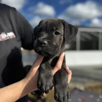 Red Collar, a female Cane Corso for sale in Ocala, FL – Photo 4 of 5