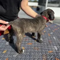 Red Collar, a female Cane Corso for sale in Ocala, FL – Photo 5 of 5