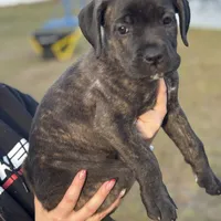 Red Collar, a female Cane Corso for sale in Ocala, FL – Photo 2 of 5